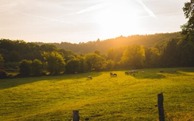 Elpymistukea maaseudun yritysten vihreisiin investointeihin, biokaasuun ja omistajanvaihdosten edistämiseen
